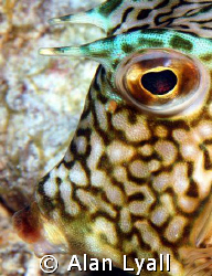 Portrait of a Honeycomb Cowfish - Bonaire - Canon EOS350D... by Alan Lyall 